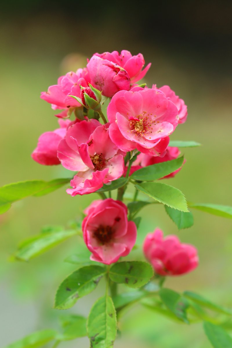 MaririnSiga's tweet image. ７月の🌹
枝先にちょこっとだけ咲いていた薔薇（7月12日）