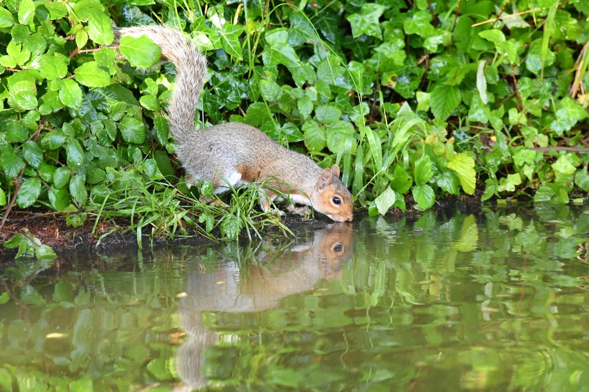 Grey Squirrel 
Bude Cornwall 〓〓
#Bude #Cornwall 
#GreySquirrel
