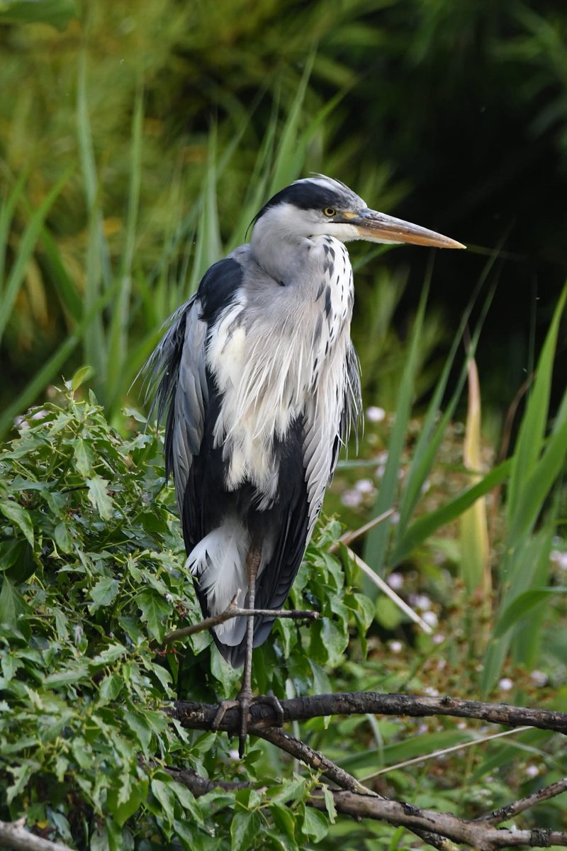 Grey Heron 
Bude Cornwall 〓〓
#Bude #Cornwall 
#GreyHeron