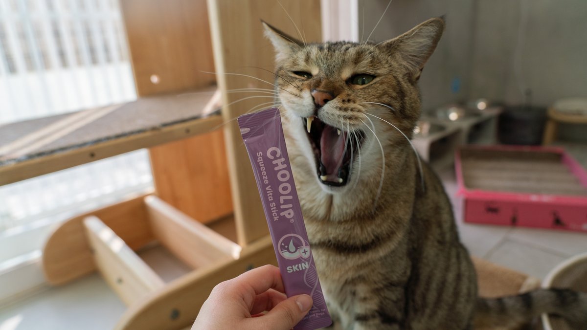 She yelled at me for not opening it fast enough.
#CatsofTwitter #SpoiledCats #Choolip