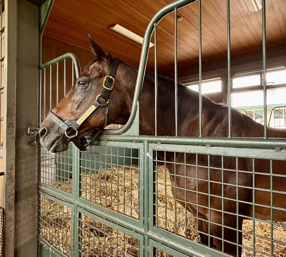 nancygsexton's tweet photo. Johannesburg - brilliant 2yo now making a lasting contribution via Scat Daddy - living in retirement at the JBBA Stallion Station. Now 26, he looks to be in great form https://t.co/vV526xABHZ