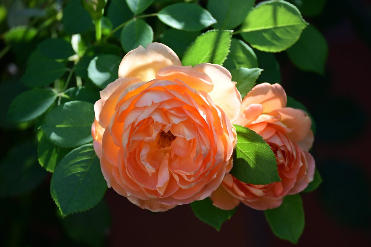 Vašek (@vs_ch12) on Twitter photo 