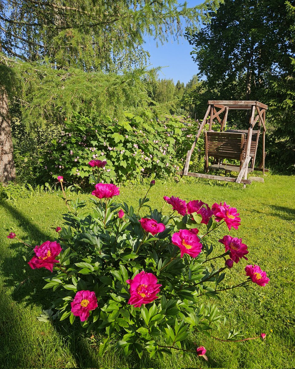 32 vuotta sitten poisnukkunut anoppini piti kovasti elämänlangasta. Tänäkin kesänä esim. pionissa tämä sinnikäs kasvi kukoistaa. 
Olen toki yrittänyt nujertaa kasvia, mikä on varsin haasteellista.
#kesä #kukat #elämänlanka