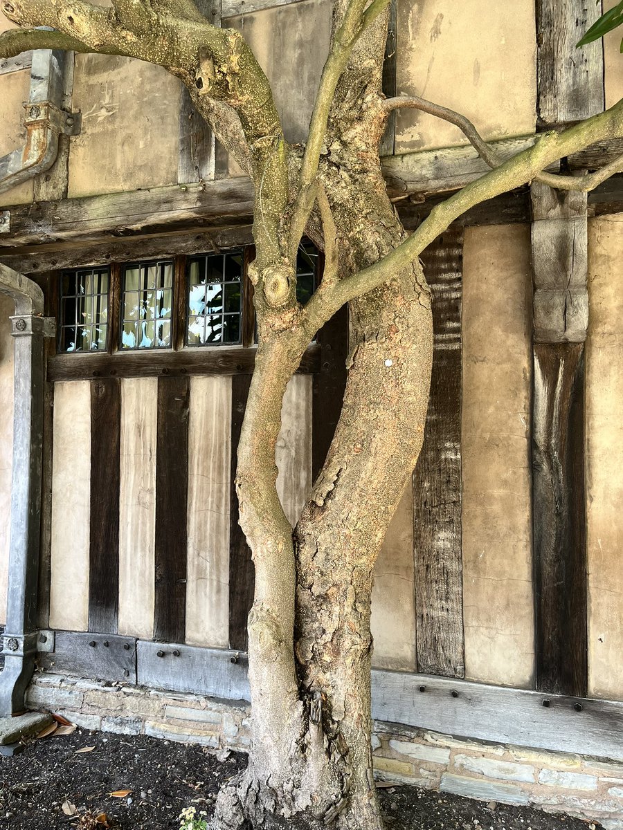 angelaproudnan's tweet image. For BOTH #thicktrunktuesday AND #windowsonwednesday #ancient. #history #cottages #architecture #wednesdaymotivation