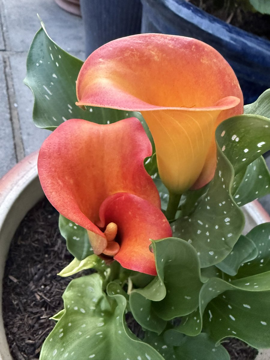 First time trying calla’s. Most satisfying
