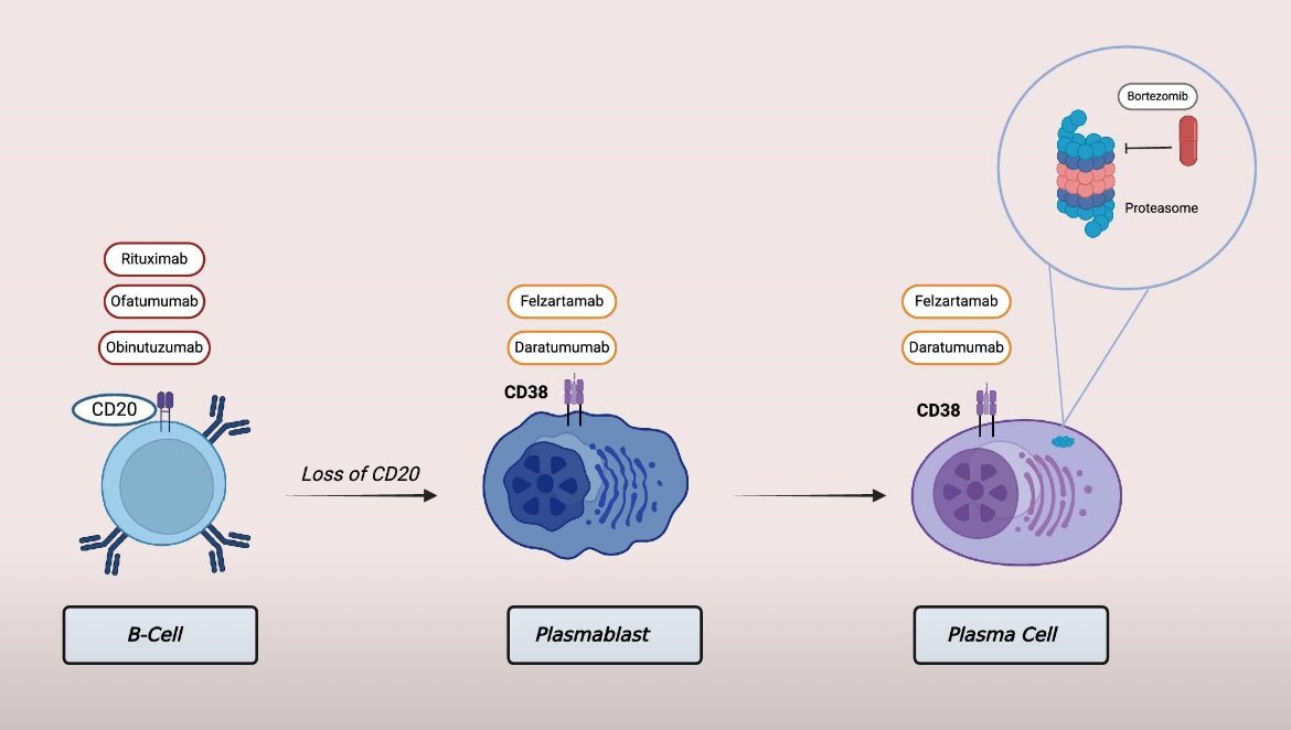 B cell depleting agents Not the same