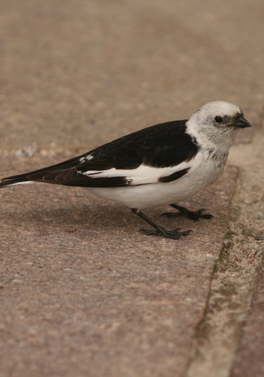 ๐ (@ostonestreet) on Twitter photo #picoftheday Cairngorm Snow Bunting <a href="/ladycultreboot/">Freyja</a> <a href="/PennineThe/">The Pennine Painter</a> <a href="/raiphsays/">Oor Red Raiph ๐ด๓ ง๓ ข๓ ณ๓ ฃ๓ ด๓ ฟ๐ฎ๐ช๐ฉ๐ช</a> <a href="/staithesartist/">Sue Nichol</a> <a href="/MarySummer1966/">Mary Summer</a> <a href="/pilaraymara/">Pilar Fernandez</a> <a href="/GREIGEYESBIKER1/">GREIGE๐ด๓ ง๓ ข๓ ณ๓ ฃ๓ ด๓ ฟ๐๐</a> <a href="/moleatthedoor/">mole at the counter</a> <a href="/mrs_counter/">Caz Bailey๐๏ธ๐๐ค๐</a> <a href="/lorri1962/">Supergran Lorri Independence for Scotland</a> <a href="/Catrionareids/">Catrรฌona Reid</a> <a href="/JohnDowson66/">Adult Human Male of Steel ๐ฅ ๐๐ค๐</a> <a href="/colz261/">Right Hon .Lady Colz of Aberdeen ๐ด๓ ง๓ ข๓ ณ๓ ฃ๓ ด๓ ฟ</a> <a href="/ArgyllSeaGlass/">๐ด๓ ง๓ ข๓ ณ๓ ฃ๓ ด๓ ฟMike - ArgyllSeaglass ๐ด๓ ง๓ ข๓ ณ๓ ฃ๓ ด๓ ฟ</a> <a href="/weestie97/">Highland Extremist CyberNat</a> <a href="/cee4cat/">Simone</a> <a href="/defiaye/">Brave</a> <a href="/Becca3Artach/">Becca Thorne</a> <a href="/Heeev_/">Heather</a> #picoftheday Cairngorm Snow Bunting <a href="/ladycultreboot/">Freyja</a> <a href="/PennineThe/">The Pennine Painter</a> <a href="/raiphsays/">Oor Red Raiph ๐ด๓ ง๓ ข๓ ณ๓ ฃ๓ ด๓ ฟ๐ฎ๐ช๐ฉ๐ช</a> <a href="/staithesartist/">Sue Nichol</a> <a href="/MarySummer1966/">Mary Summer</a> <a href="/pilaraymara/">Pilar Fernandez</a> <a href="/GREIGEYESBIKER1/">GREIGE๐ด๓ ง๓ ข๓ ณ๓ ฃ๓ ด๓ ฟ๐๐</a> <a href="/moleatthedoor/">mole at the counter</a> <a href="/mrs_counter/">Caz Bailey๐๏ธ๐๐ค๐</a> <a href="/lorri1962/">Supergran Lorri Independence for Scotland</a> <a href="/Catrionareids/">Catrรฌona Reid</a> <a href="/JohnDowson66/">Adult Human Male of Steel ๐ฅ ๐๐ค๐</a> <a href="/colz261/">Right Hon .Lady Colz of Aberdeen ๐ด๓ ง๓ ข๓ ณ๓ ฃ๓ ด๓ ฟ</a> <a href="/ArgyllSeaGlass/">๐ด๓ ง๓ ข๓ ณ๓ ฃ๓ ด๓ ฟMike - ArgyllSeaglass ๐ด๓ ง๓ ข๓ ณ๓ ฃ๓ ด๓ ฟ</a> <a href="/weestie97/">Highland Extremist CyberNat</a> <a href="/cee4cat/">Simone</a> <a href="/defiaye/">Brave</a> <a href="/Becca3Artach/">Becca Thorne</a> <a href="/Heeev_/">Heather</a>