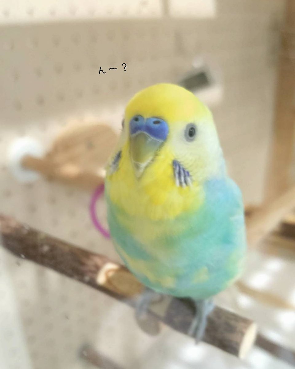 shirotan27's tweet image. なんとなく嬉しそうなプリンちゃん🎵🎵🎵