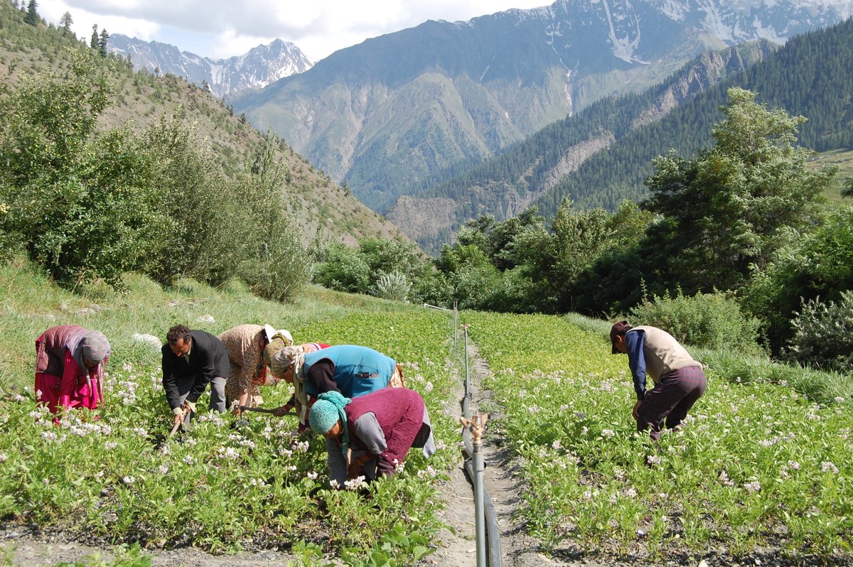 KVK, Kukumseri, Lahaul & Spiti-1, Himachal Pradesh (@kvkkukumseri) on Twitter photo बागवानी फसल उत्पादन एवं उपयोग प्रौद्योगिकियों को प्रमाणित किया गया, जो प्रयोगशाला से भूमि तक नवाचार को बढ़ावा दे रही हैं। #OneICAR <a href="/PMOIndia/">PMO India</a> <a href="/ChouhanShivraj/">Shivraj Singh Chouhan</a> <a href="/mpbhagirathbjp/">Bhagirath Choudhary</a> <a href="/PIB_India/">PIB India</a> <a href="/AgriGoI/">Agriculture INDIA</a> <a href="/mygovindia/">MyGovIndia</a> <a href="/HPAUbest/">CSK H.P.Agriculture University</a> <a href="/KvkKukumseri/">KVK, Kukumseri, Lahaul & Spiti-1, Himachal Pradesh</a> Happy ICAR Foundation Day बागवानी फसल उत्पादन एवं उपयोग प्रौद्योगिकियों को प्रमाणित किया गया, जो प्रयोगशाला से भूमि तक नवाचार को बढ़ावा दे रही हैं। #OneICAR <a href="/PMOIndia/">PMO India</a> <a href="/ChouhanShivraj/">Shivraj Singh Chouhan</a> <a href="/mpbhagirathbjp/">Bhagirath Choudhary</a> <a href="/PIB_India/">PIB India</a> <a href="/AgriGoI/">Agriculture INDIA</a> <a href="/mygovindia/">MyGovIndia</a> <a href="/HPAUbest/">CSK H.P.Agriculture University</a> <a href="/KvkKukumseri/">KVK, Kukumseri, Lahaul & Spiti-1, Himachal Pradesh</a> Happy ICAR Foundation Day