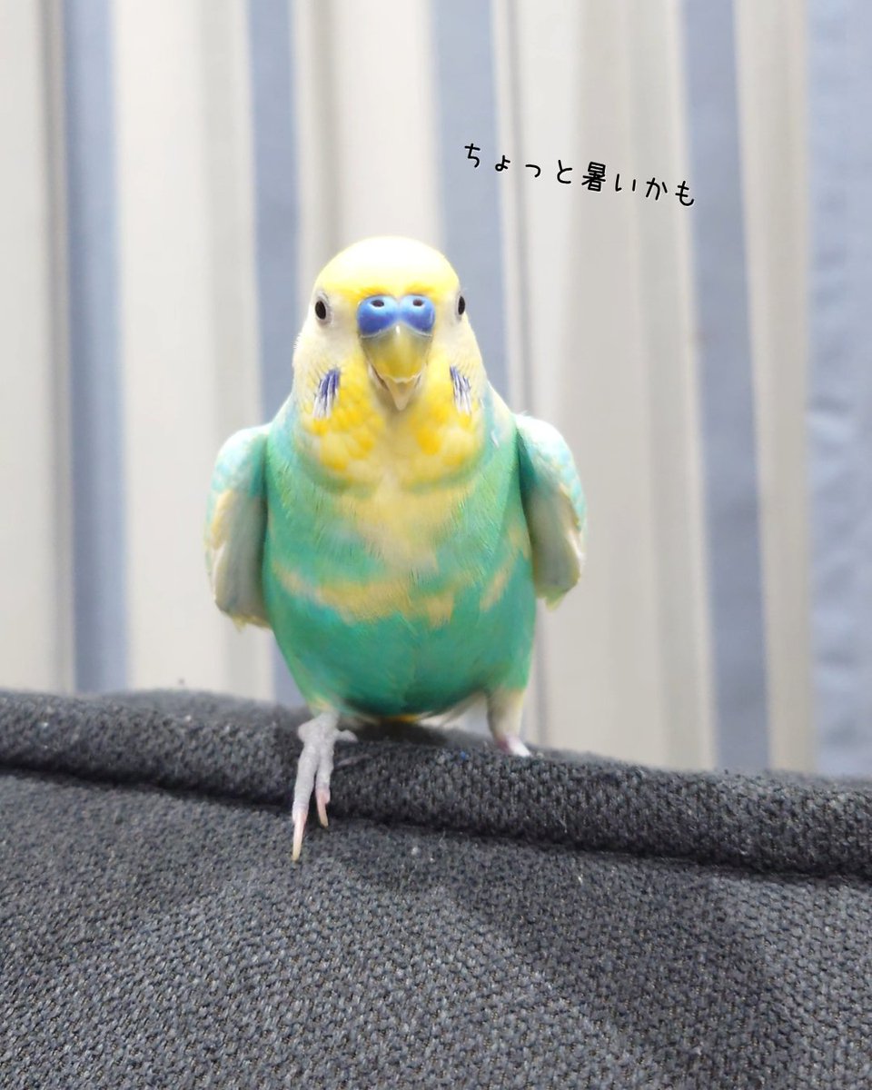 shirotan27's tweet image. たくさん遊んで暑くなっちゃったのかな😊😊
少しワキワキしています💕💕💕