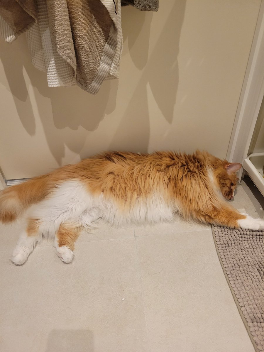 #WhiskersWednesday from my door guard 😹