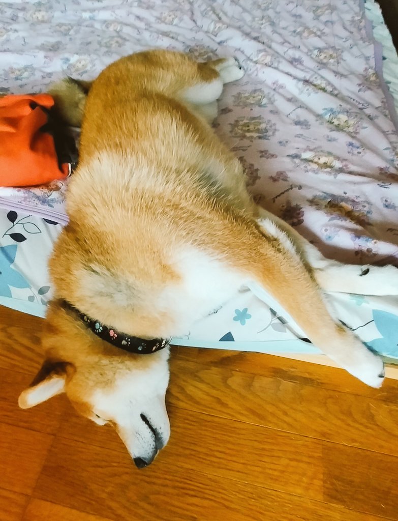 ぐっすり😪