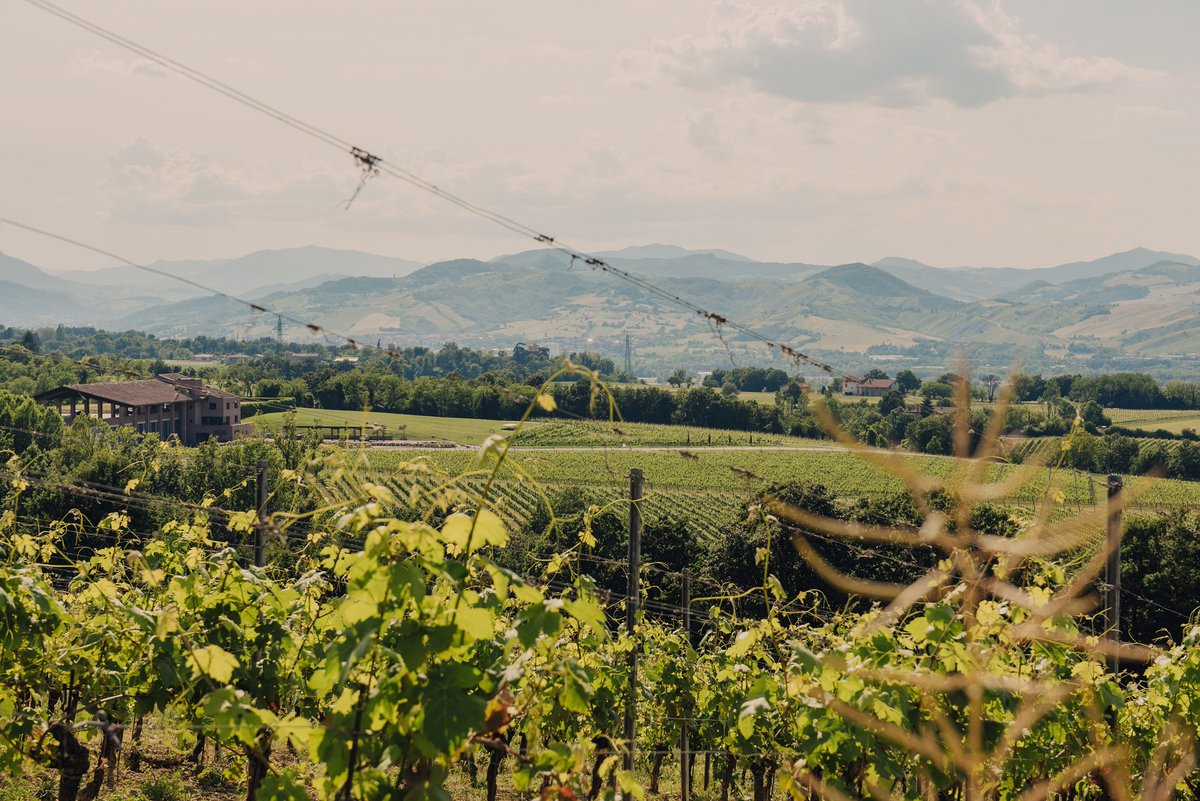 🍷 Walk the vineyards, taste the land.
This is summer in Emilia: hikes through the hills, winery visits, tastings and stories told through every glass.
A slow journey into the heart of local wine and the people who craft it.
👉visiter.it/slw8 | #inEmiliaRomagna