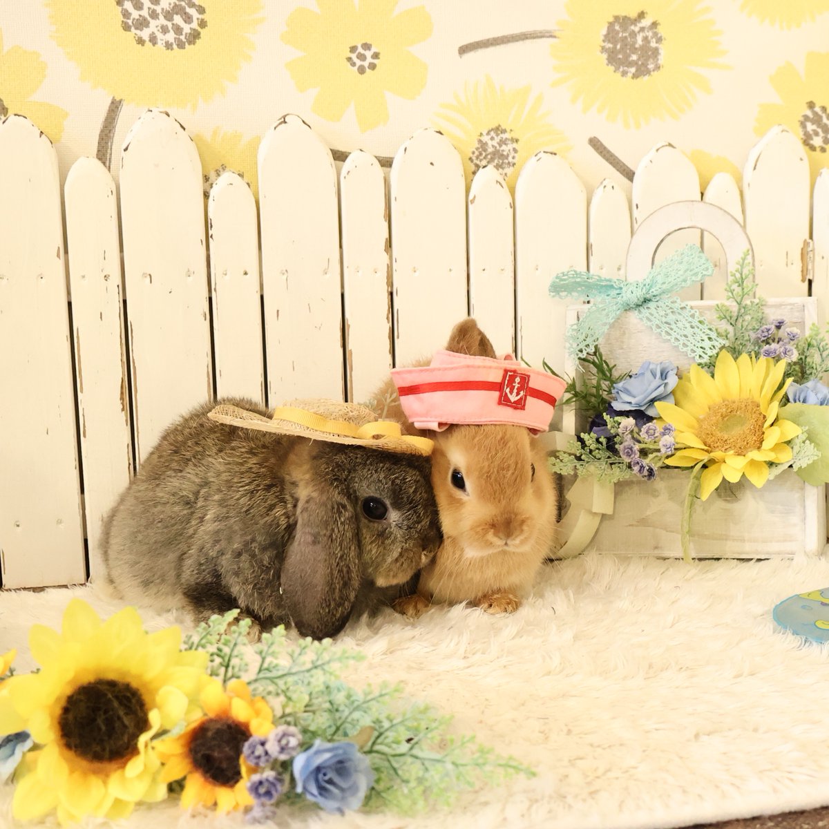 RabbitLink2's tweet image. /
ちびうさぎさんがデビューします♪
\
今回は
きゅるんきゅるんなお目目の
ホーランドロップのチェスナットちゃんと
好奇心いっぱいな
ネザーランドドワーフのオレンジちゃん。
とっても良い子たちなので、ぜひ会いにいらしてくださいね♪
