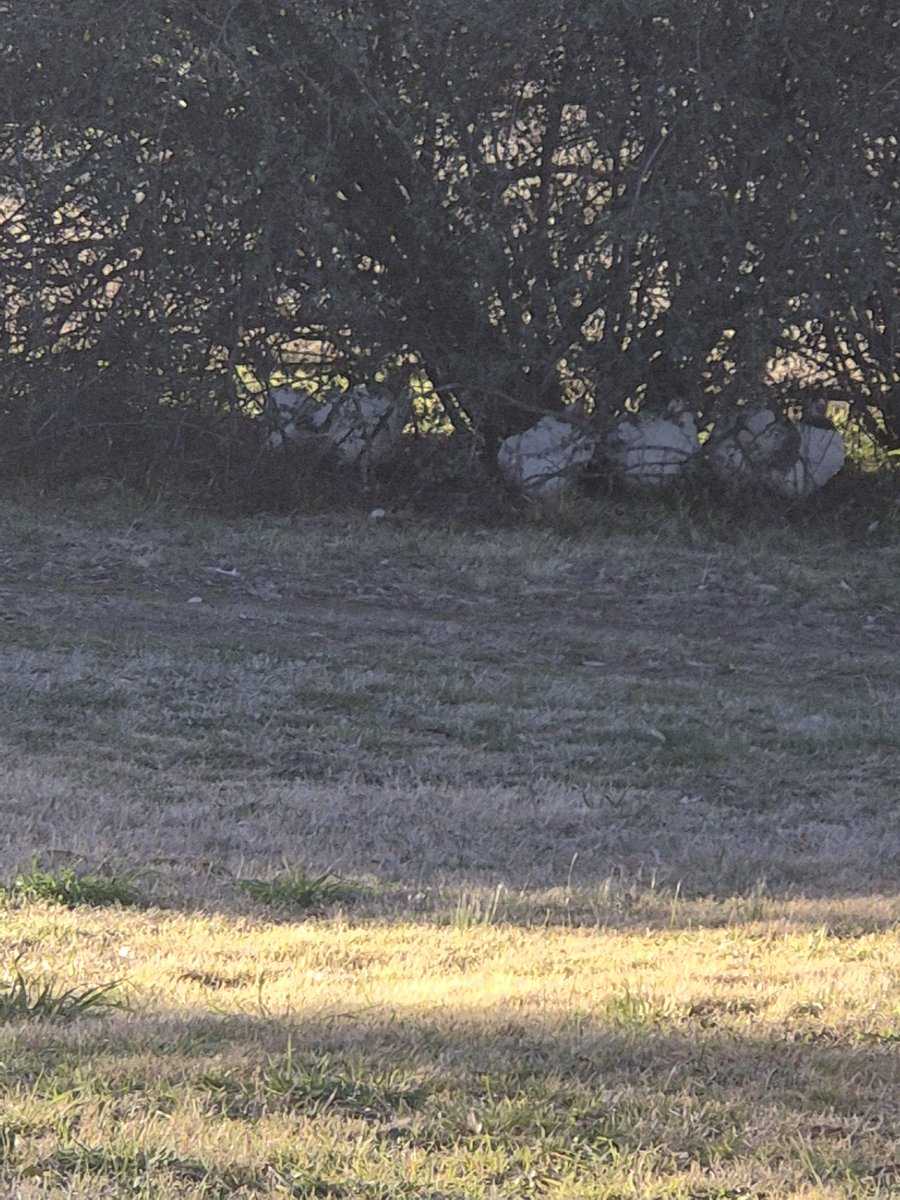 So each arvo if home chooks get let out of their run. They actually wait. They then proceed to go straight under a tree and congregate there. They can achieve same thing in the run the idjiots. 🤔🤔🤔🤪🤪🤪🤪