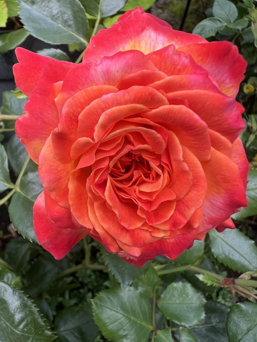 Trinkle96619465's tweet image. #RoseWednesday ๐ Good morning ๐ no apologies for another photo of a rose in real time โ Meteorโ halfway between the yellow bud & the final crimson colour before fading.