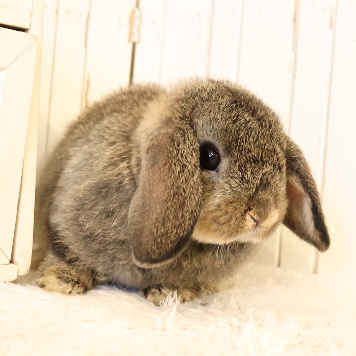 RabbitLink2's tweet image. /
ちびうさぎさんがデビューします♪
\
今回は
きゅるんきゅるんなお目目の
ホーランドロップのチェスナットちゃんと
好奇心いっぱいな
ネザーランドドワーフのオレンジちゃん。
とっても良い子たちなので、ぜひ会いにいらしてくださいね♪