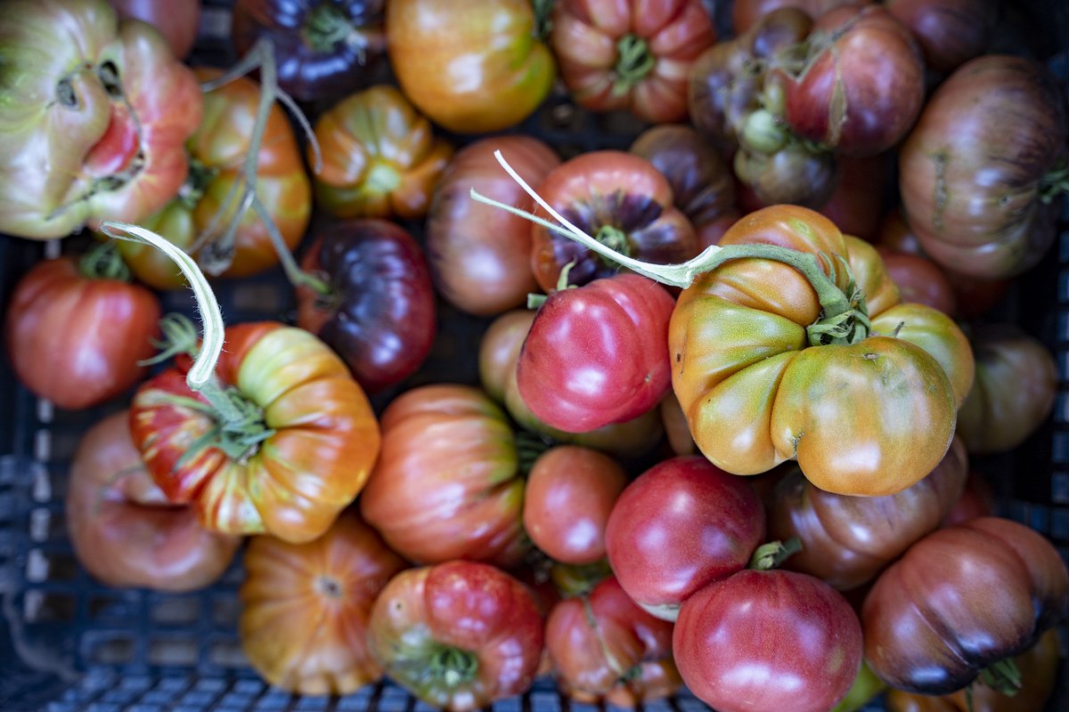 🍅🍽Mataró impulsa una campanya per lluitar contra el malbaratament alimentari. 

Descobreix receptes d’aprofitament i consells per generar menys residus aquí!👉mataro.cat/ca/temes/matar…

#ParcsAgraris #AlimentemBCN