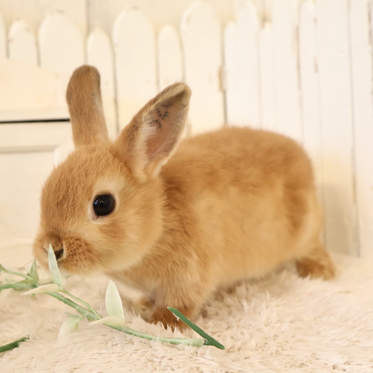 RabbitLink2's tweet image. /
ちびうさぎさんがデビューします♪
\
今回は
きゅるんきゅるんなお目目の
ホーランドロップのチェスナットちゃんと
好奇心いっぱいな
ネザーランドドワーフのオレンジちゃん。
とっても良い子たちなので、ぜひ会いにいらしてくださいね♪