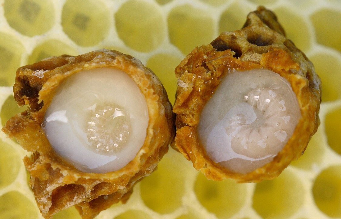 غذاء ملكة النحل 🐝

الأحوط وجوباً عند السيد السيستاني -حفظه الله - عدم جواز أكل ما يسمى بـ "غذاء ملكة النحل"، وللعلم فهذا الغذاء يختلف عن العسل -حسب الظاهر- ..
وعموماً فهذه فتوى جديدة صدرت مؤخراً من مكتب سماحة السيد السيستاني -أطال الله بقاءه-، والله أعلم ..