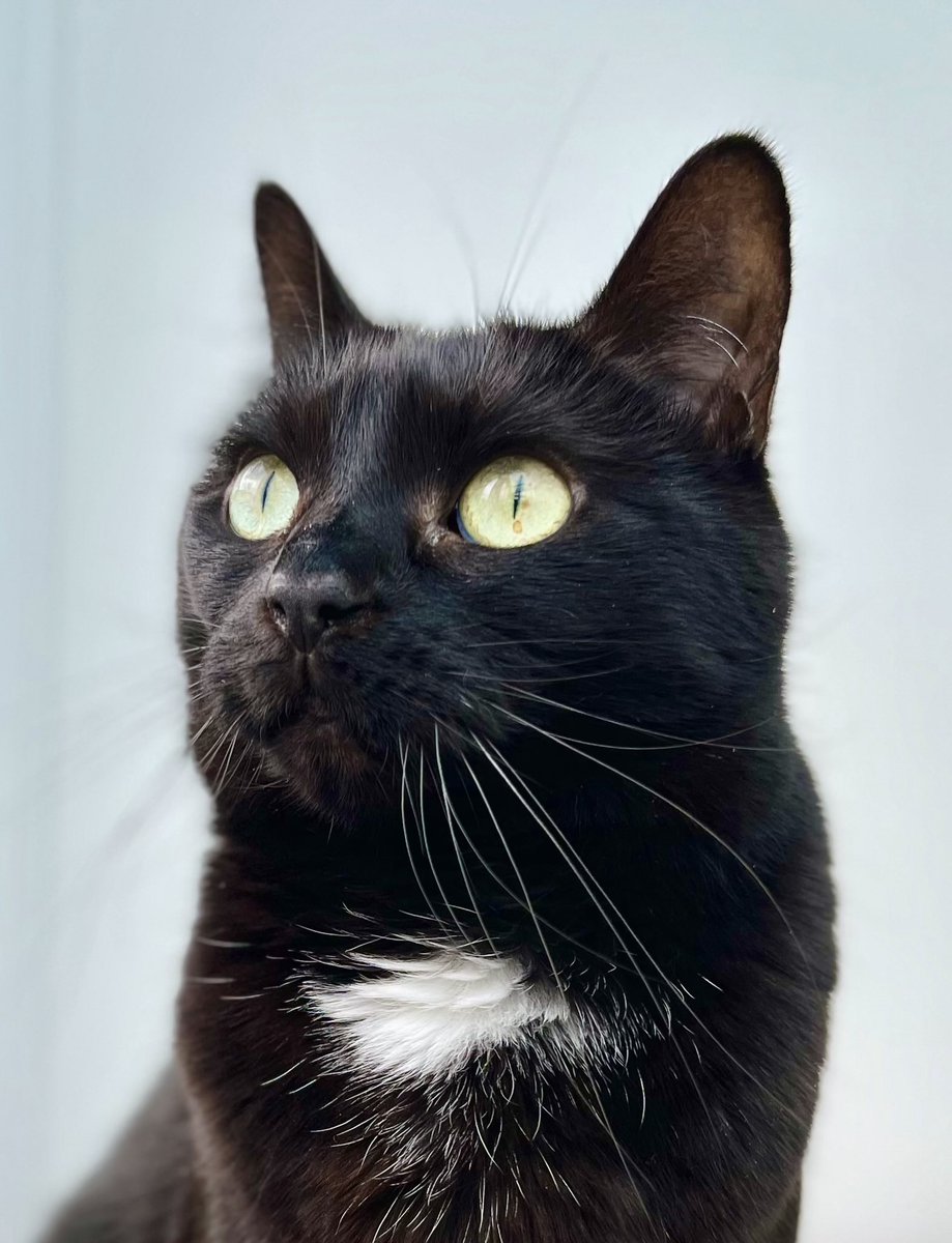 PickleAndNancy's tweet image. Happy #whiskerswednesday furiends! Am showing off my delicate whiskers today, love Pickle #PickleAndNancy 🐈‍⬛💕🥰