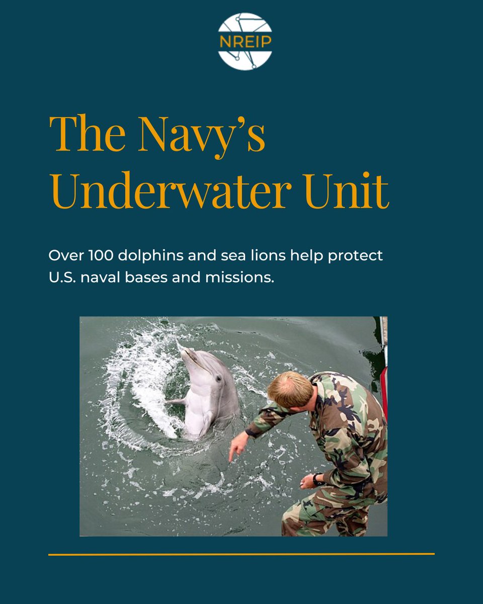 Did you know the U.S. Navy has a team of trained dolphins and sea lions?
 These marine mammals help with mine detection, underwater security, and even guarding naval bases! 
 Trained in San Diego, they’ve served since the Vietnam War—and yes, they’re still active today.