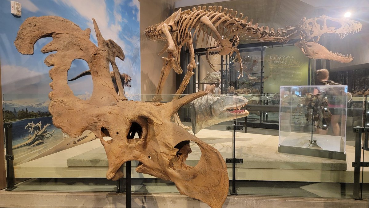 Paleojim's tweet image. Following a delayed start into the field, we brought everyone who had flown in over to @NHMU to check the exhibit and collections. Thanks, Carrie and Alex. Try again with State Park's trailer tomorrow. @utahgeological @JeremyBRoberts @UtahStateParks