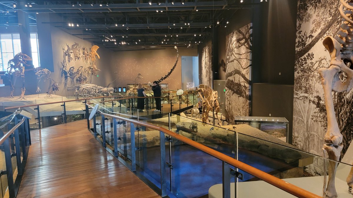Paleojim's tweet image. Following a delayed start into the field, we brought everyone who had flown in over to @NHMU to check the exhibit and collections. Thanks, Carrie and Alex. Try again with State Park's trailer tomorrow. @utahgeological @JeremyBRoberts @UtahStateParks