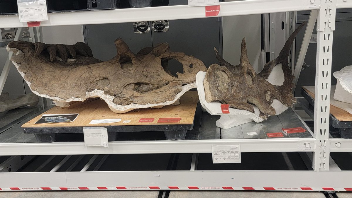 Paleojim's tweet image. Following a delayed start into the field, we brought everyone who had flown in over to @NHMU to check the exhibit and collections. Thanks, Carrie and Alex. Try again with State Park's trailer tomorrow. @utahgeological @JeremyBRoberts @UtahStateParks
