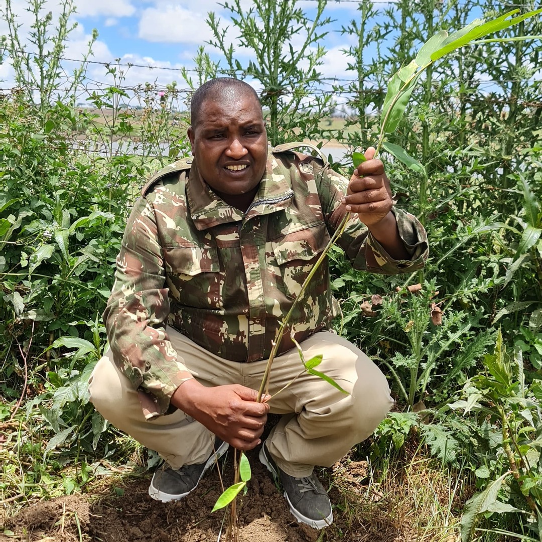 🎋 Why Bamboo Matters
At ACOPPHE, we promote bamboo for its power to heal both land and lives:

🛡 Controls erosion
🌫 Absorbs carbon
💼 Generates income
🐾 Supports biodiversity

It’s fast-growing, climate-smart, and community-driven.
#TreeTalkTuesday #ACOPPHE #BambooForLife