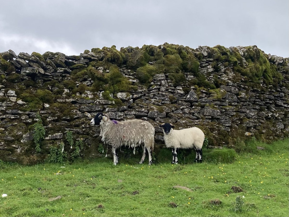 doristhehat's tweet image. Good morning everyone wishing you a lovely day 馃榾wonderful #WallsOnWednesday walking from Settle to Malham last week 馃挌
#YorkshireDales