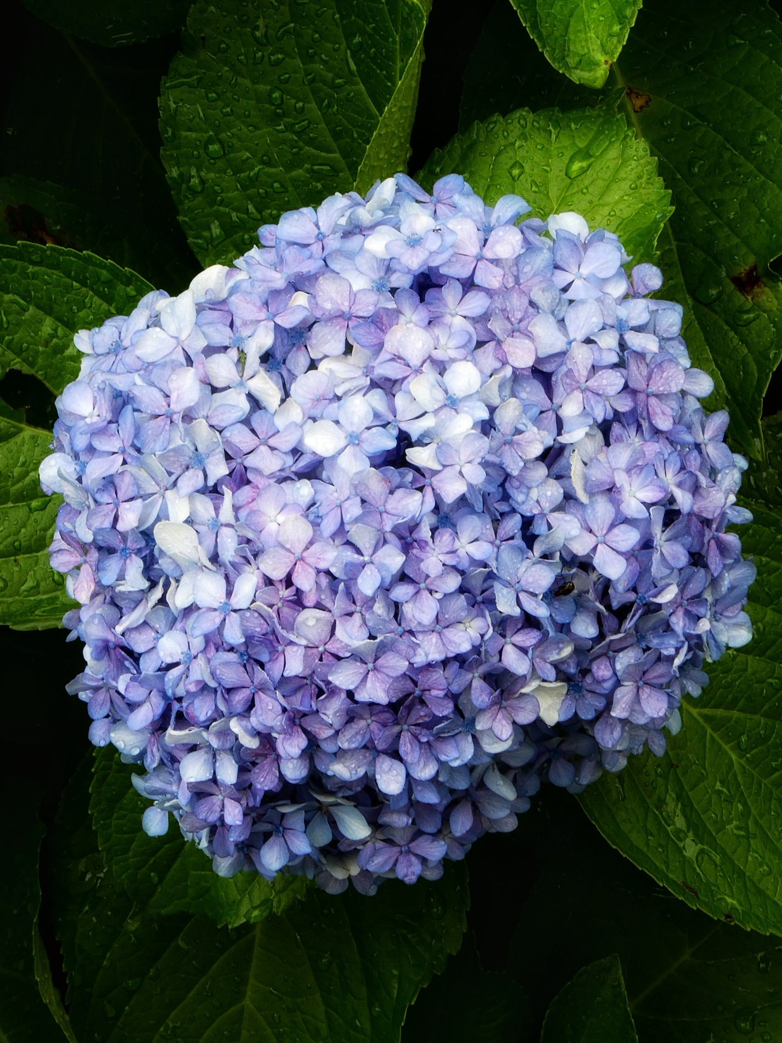 ❤️ はら❤️紫陽花と木の実のレイ✴︎フラダンス✴︎タヒチアン 楽天市場】【ハワイ直輸入】【フラダンスレイ】フラダンス