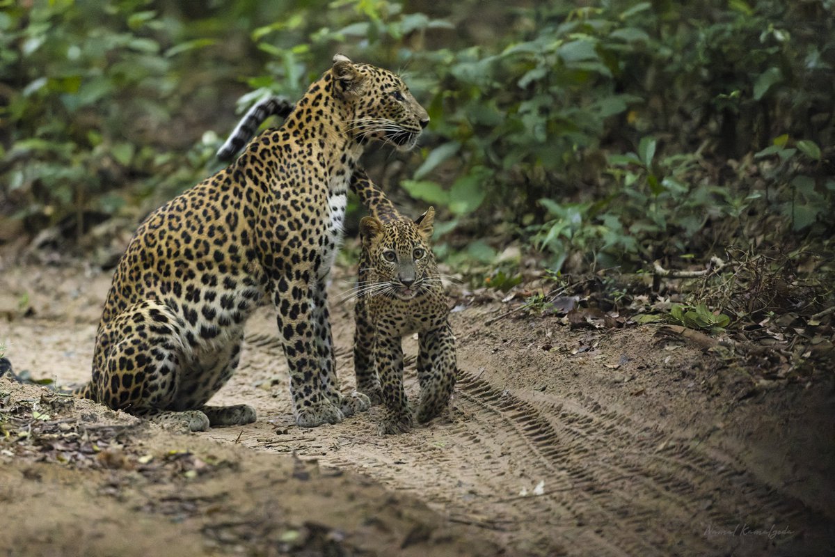 Namalkamalgoda's tweet image. The Kurutupandi female with one of her two cubs. This is her second set of cubs. Picture taken about a year ago. 

#srilanka #wilpattu #leopardsofwilpattu #leopard #srilankanleopard #canonwildlife #natgeo #leopardsoftheworld #leopardstudy #bbcwildlifemagazine #printsforwildlife