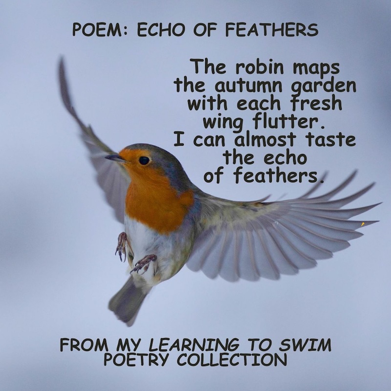 Echo of Feathers comes from my poetry collection Learning to Swim. Robins are amongst my favourite birds &amp; we are lucky enough to have some in our garden! 😍 

Learning to Swim Kindle: mybook.to/SwimAnneBrooke 
Learning to Swim paperback: mybook.to/SwimAnneBrooke…

#poetry #poem