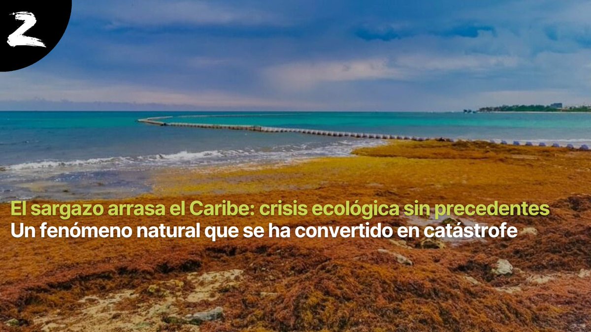 🌊 Lo que era un fenómeno natural hoy es una catástrofe: el sargazo invade el Caribe, asfixia ecosistemas, enferma a las personas y hunde el turismo. Una crisis ecológica sin precedentes.

👉Lee más: soziable.es/entorno/el-sar…