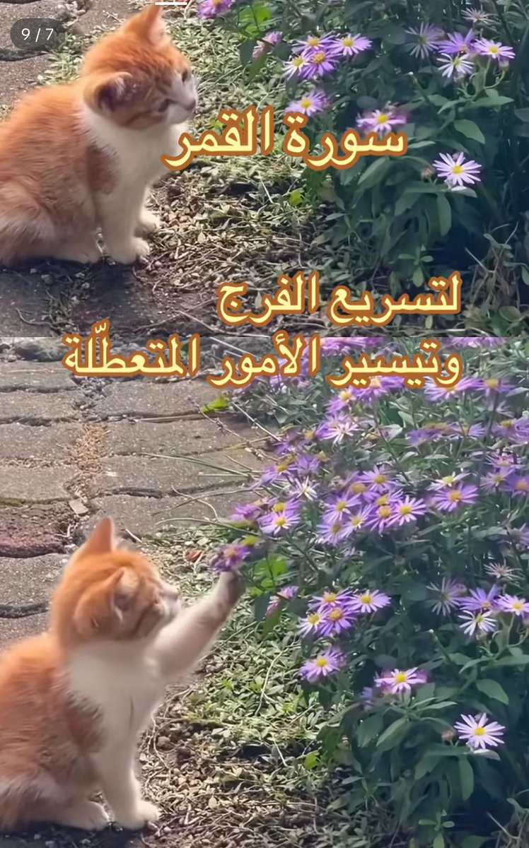 sahabat_kheer's tweet photo. القرآن هو كل شي. فيه دروس الحياة كلها، من أول دمعة لآخر قرار.🌸 https://t.co/2BVearkXav