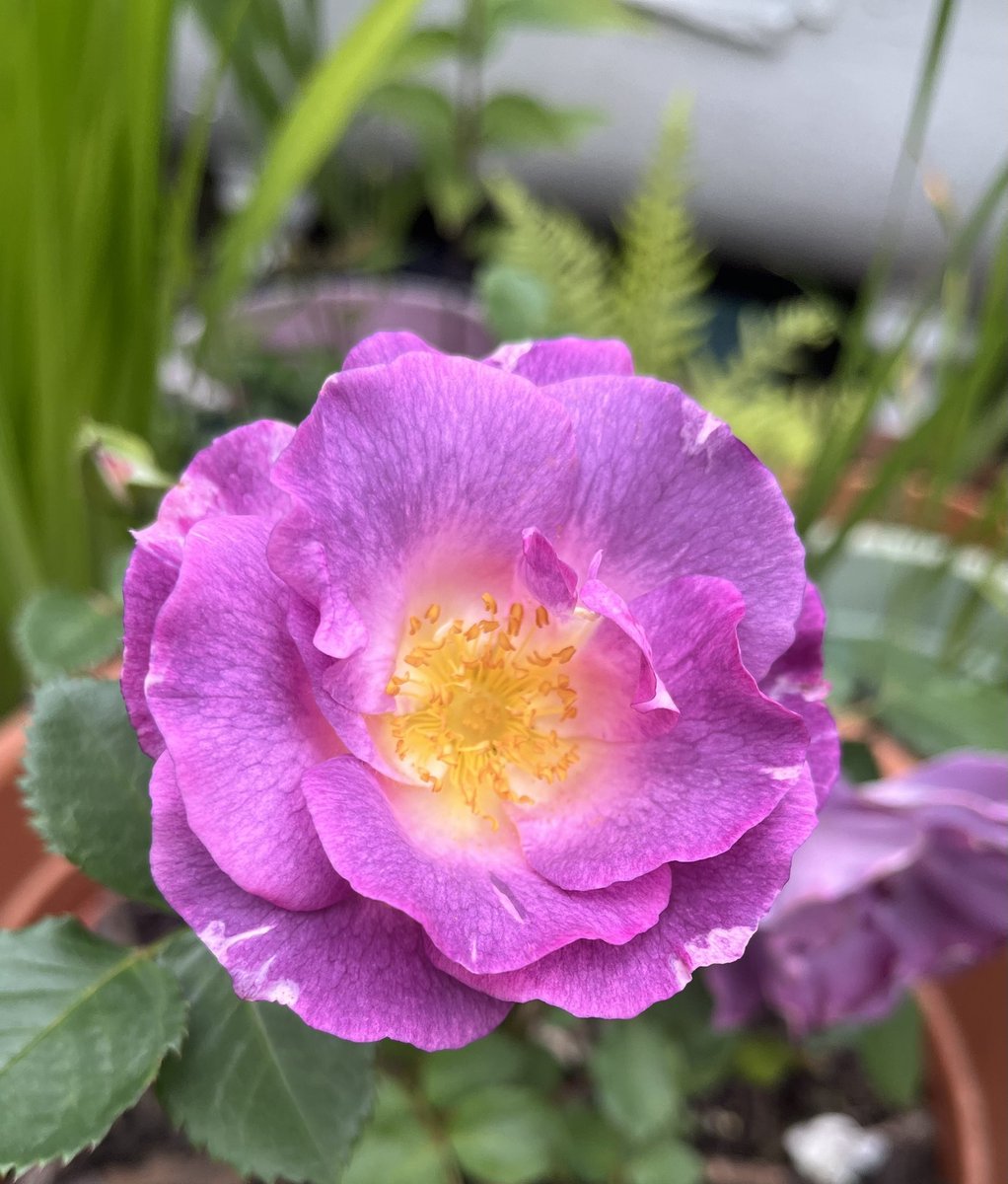 It’s #RoseWednesday and here’s the stunning “Blue for You” Rose. Super resistant to disease, smells fabulous and the colour is just perfect. Have a wonderful rose filled day everyone.#Roses #GardeningX