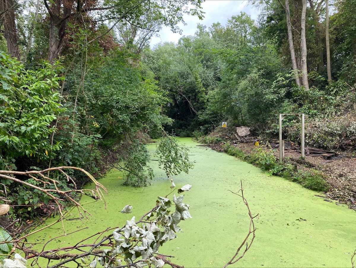 Work has officially begun on the Montrose Ravine: Education and Conservation project. The ecologist has been on site today to oversee the removal of the rotten boardwalk so that it’s ready for the new one to be installed. #HeritageFund #NationalLottery