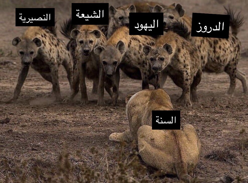 الأسد الجريح