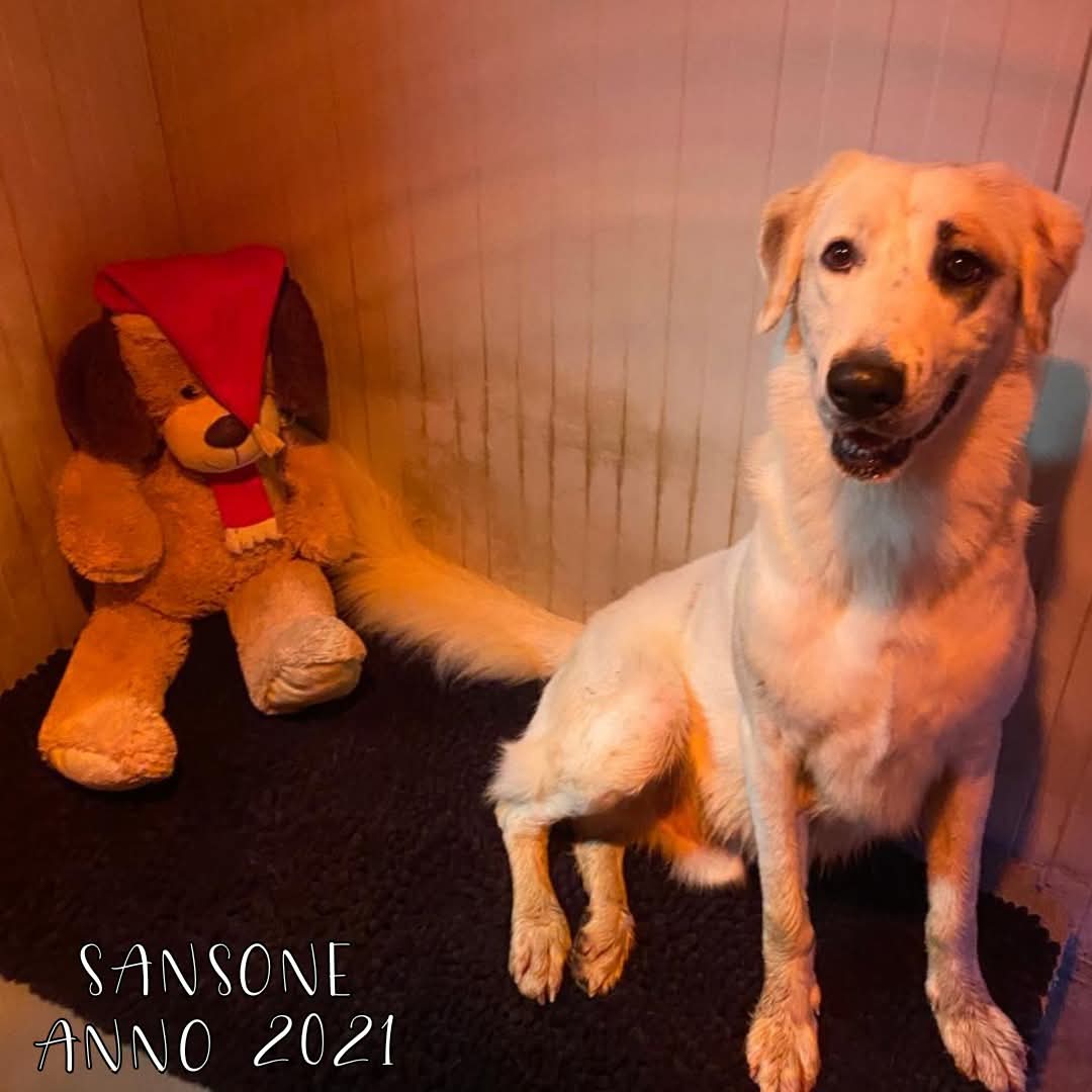 4zampeinvolo's tweet image. ADOTTA SANSONE L'INVISIBILE! ❣️🐾
Sansone ha 3 anni, è una taglia grande, è Vaccinato e con Microchip.
Adozione come FIGLIO UNICO.
E' un cagnolino speciale, è SORDO, ma la sua incapacità di sentire non lo ha mai fermato dall'amare la vita e coloro che lo circondano.
Nonostante…