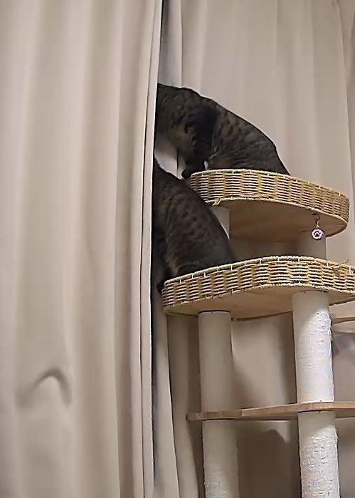 t_miki0505's tweet image. 何をするのも一緒🐈🐈