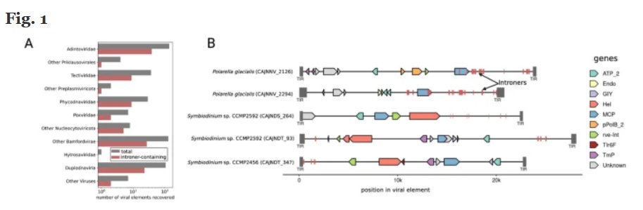 Genetics at BMC (@oagenetics) on Twitter photo Take a look at this recent Brief Report in Mobile DNA: Double-stranded DNA viruses may serve as vectors for horizontal transfer of intron-generating transposons.
mobilednajournal.biomedcentral.com/articles/10.11… Take a look at this recent Brief Report in Mobile DNA: Double-stranded DNA viruses may serve as vectors for horizontal transfer of intron-generating transposons.
mobilednajournal.biomedcentral.com/articles/10.11…
