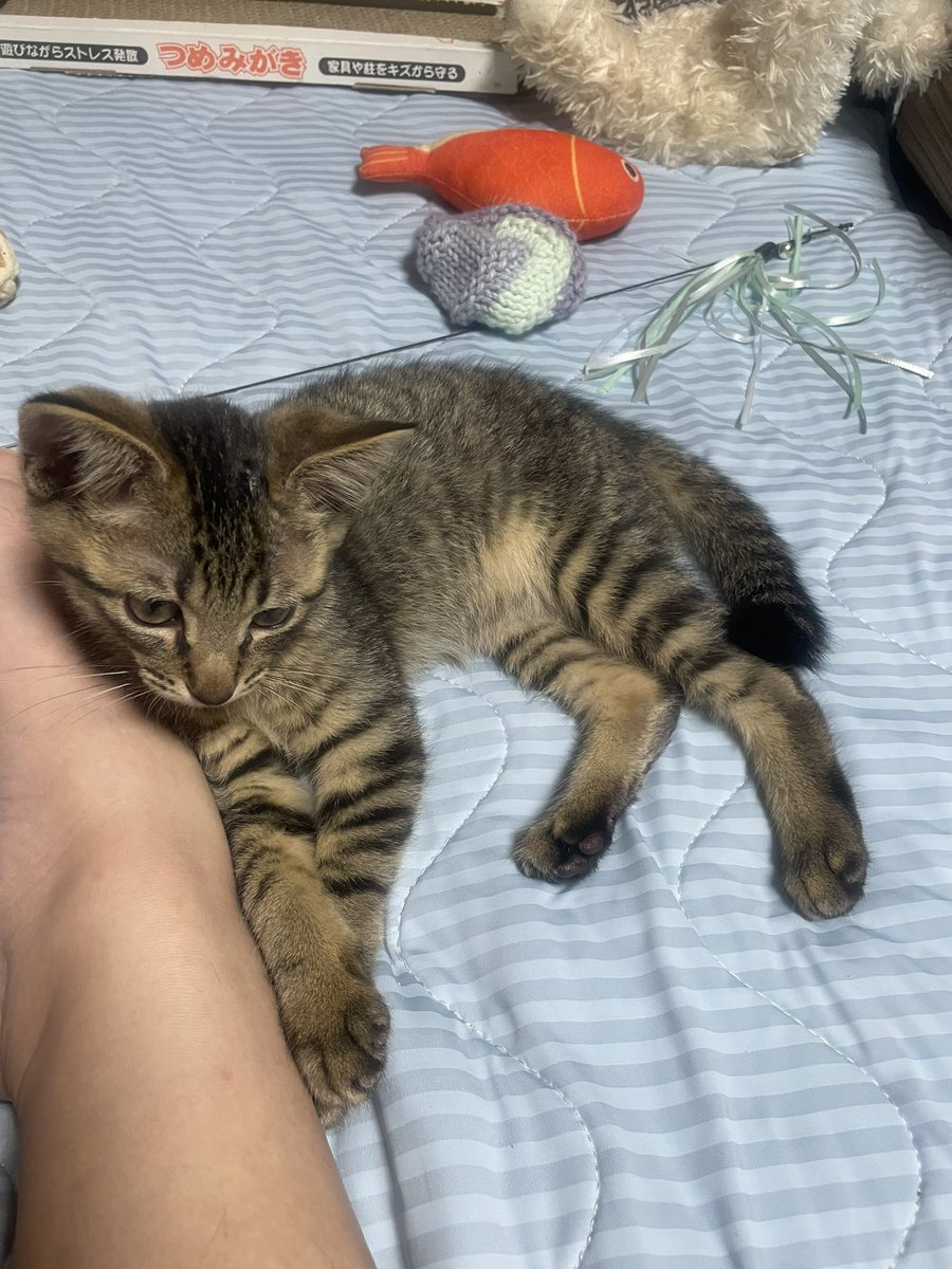 Kaitoomtd's tweet photo. 6/21にキジトラの女の子を保護しました〜
ウイルス検査陰性、ワクチン接種済みです
人懐っこくて、抱っこやナデナデが大好きな可愛い子
ただ飼育環境や自分の健康問題考えたら、ウチで飼うのは困難と判断しまして…
終生可愛がって下さる栃木・群馬南部在住の里親さん募集中です
#里親さん募集中 https://t.co/69kfJKpBGp