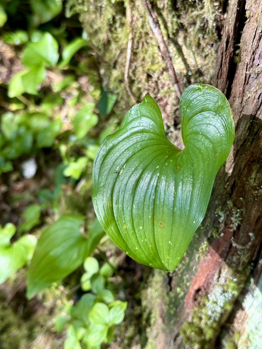 Stephen Hui (@stephenhui) on Twitter photo Went for a lovely nature walk on the dṇ́y̓ás t̓x (Red Cedar Trail) — newly upgraded and celebrated by the community — in Wágḷísḷa (Bella Bella).
So many bald eagles and ravens!
#waglislatrails <a href="/HeiltsukCouncil/">Heiltsuk Council</a> <a href="/IndigenousBC/">Indigenous Tourism BC</a> Went for a lovely nature walk on the dṇ́y̓ás t̓x (Red Cedar Trail) — newly upgraded and celebrated by the community — in Wágḷísḷa (Bella Bella).
So many bald eagles and ravens!
#waglislatrails <a href="/HeiltsukCouncil/">Heiltsuk Council</a> <a href="/IndigenousBC/">Indigenous Tourism BC</a>