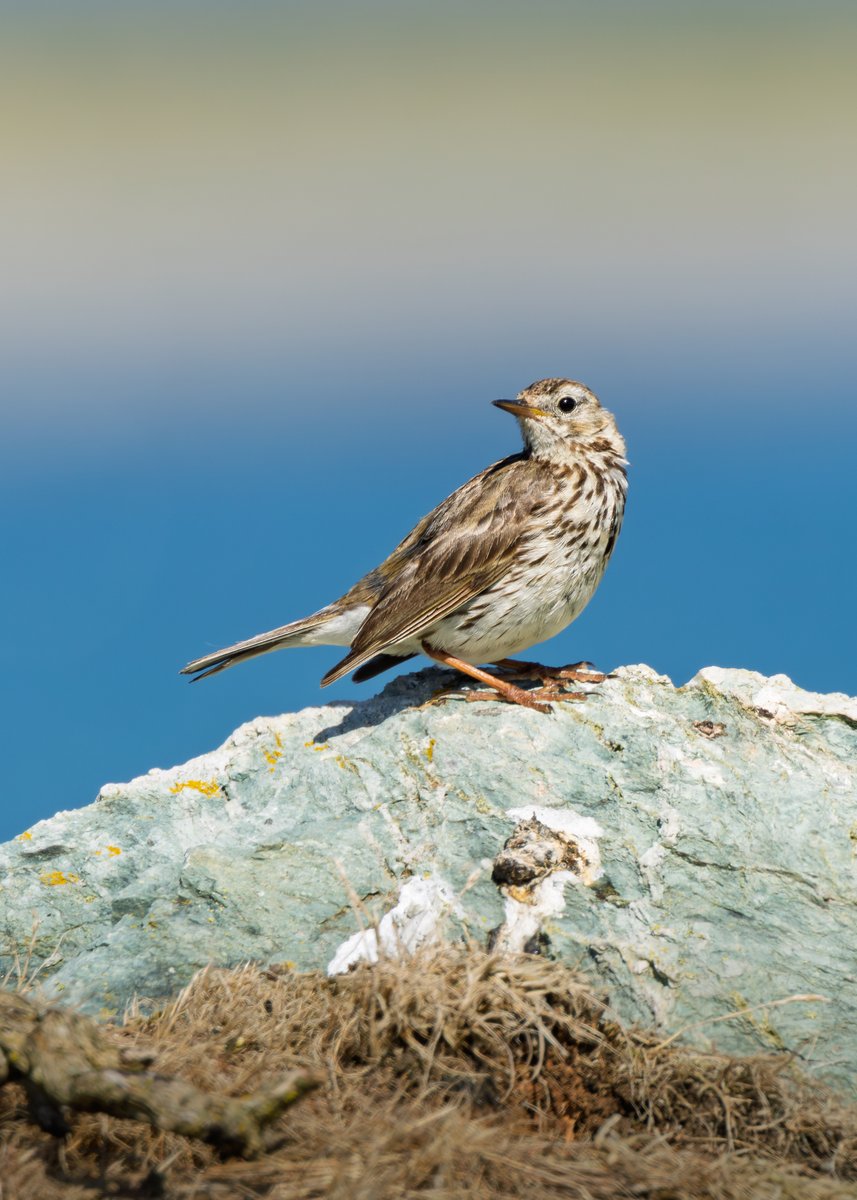midswildlife's tweet image. Some images from Saturday's trip to Anglesey. Sandwich Tern, Red Kite, Black Guillemot and Meadow Pipit. Sites visited included Holyhead Harbour, Wylfa and Cemlyn Bay. #birdphotography #birdwatching #anglesey