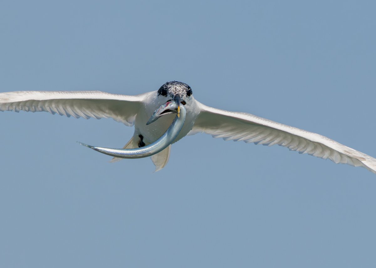 midswildlife's tweet image. Some images from Saturday's trip to Anglesey. Sandwich Tern, Red Kite, Black Guillemot and Meadow Pipit. Sites visited included Holyhead Harbour, Wylfa and Cemlyn Bay. #birdphotography #birdwatching #anglesey
