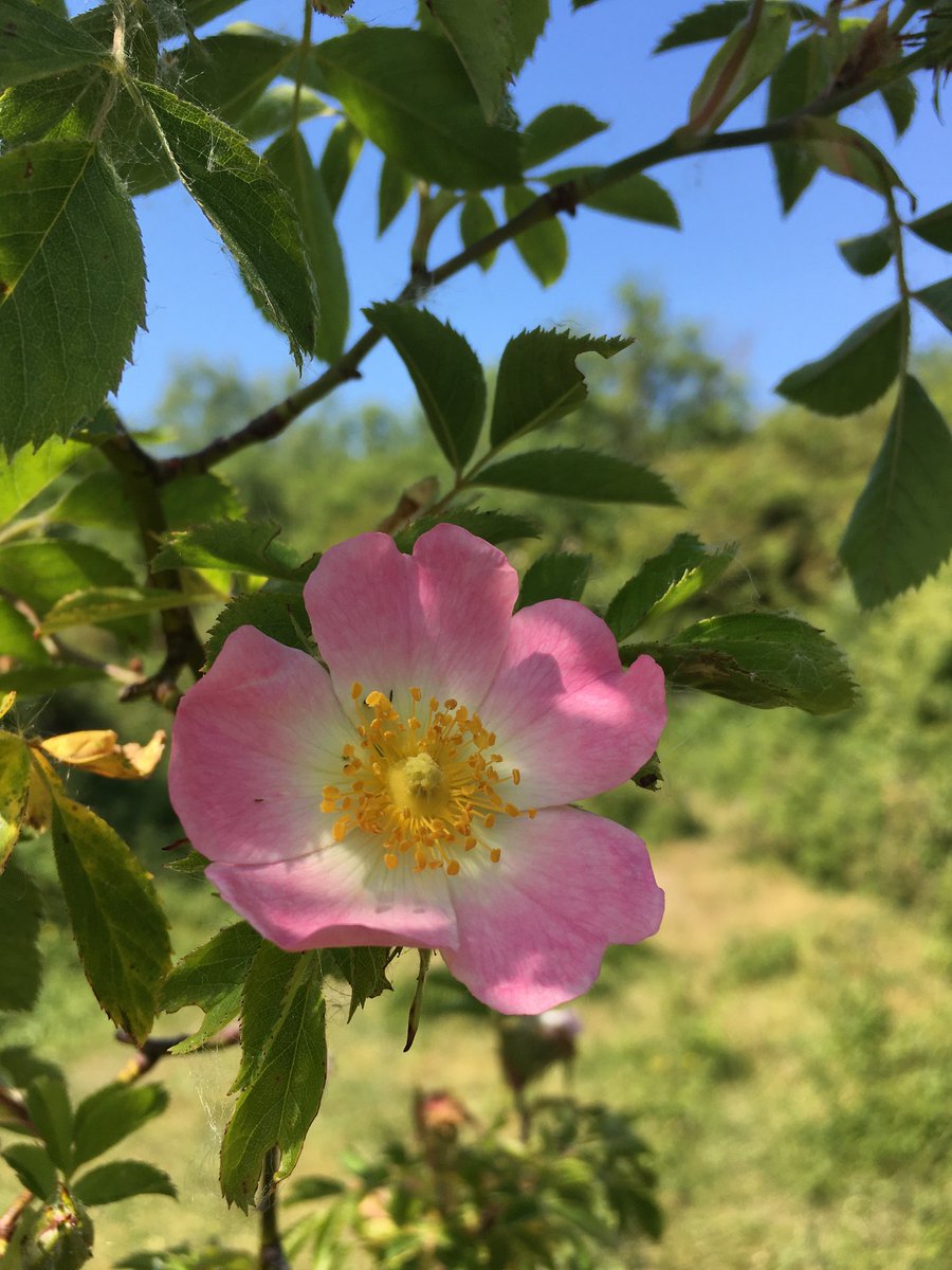 Good morning! Wishing you a happy #RoseWednesday

It’s lovely seeing all the gorgeous roses in the hedges and gardens -I always have to stop for a few moments to admire their beauty🌹