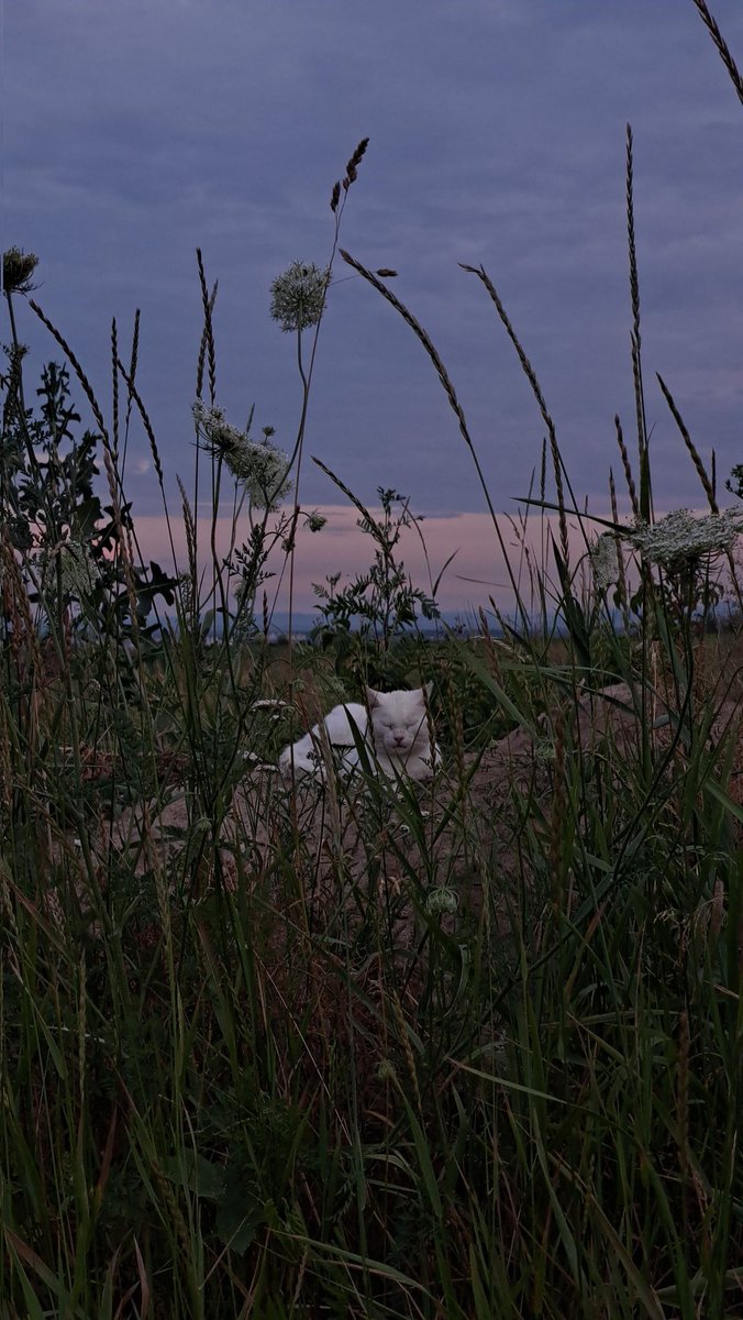 ❗УВАГА❗
Ви зустріли npc кота і він видав вам квест добити ✨10 тисяч✨ сьогодні.

4941/10000 вже є

send.monobank.ua/jar/4oEux2eSz4