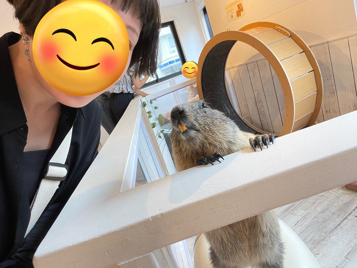 GunuchuKutachu's tweet image. 🌳マーモット村に入村してきました🌳

みんなふっくらのそのそしてるし
近づいてきてくださるし
おやつももらってくださるし
スタッフさんみんな朗らかだし

なによりもマモファースト精神のお店で、
こういうところにつきまとう「なんだかなぁ」が一切ない素敵空間でした🥹💗すきかわいい＠marmotmura