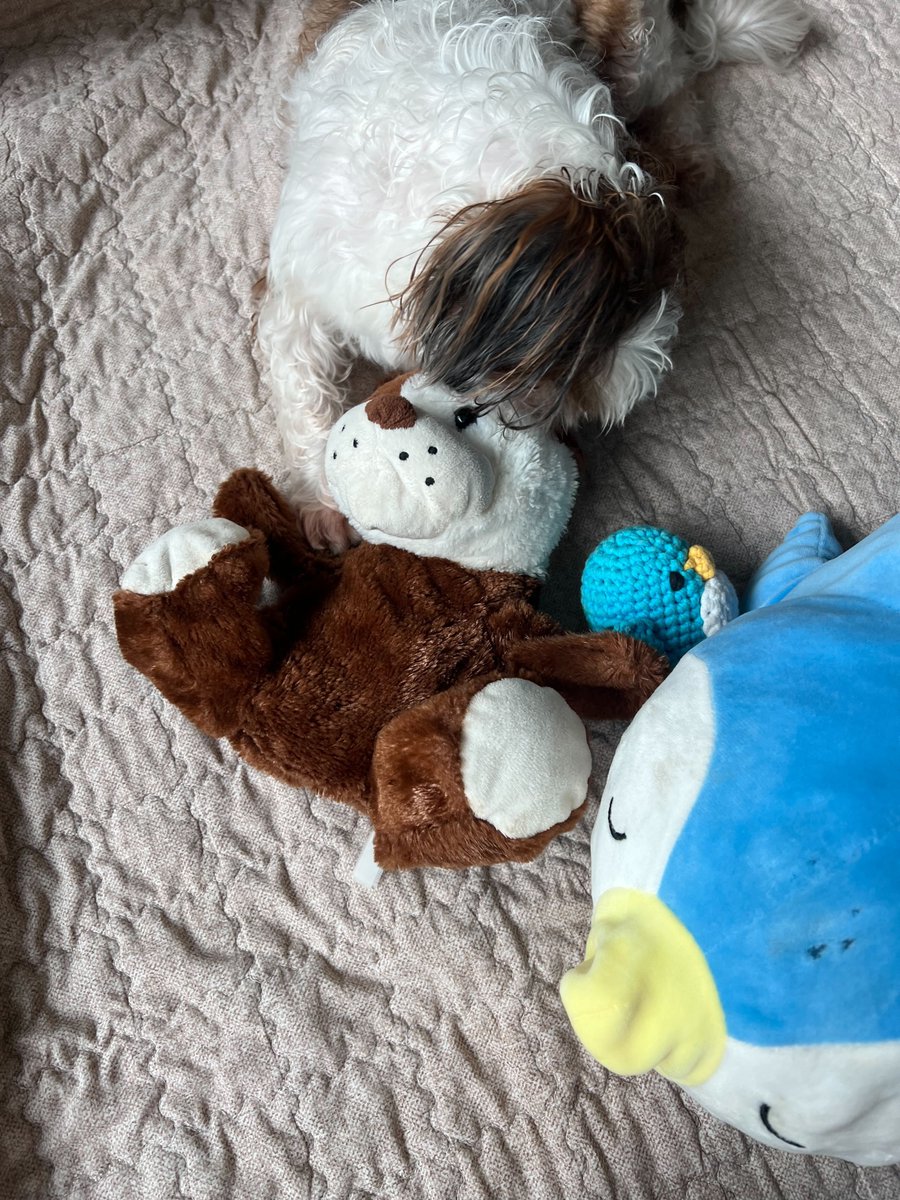 Just realized that these are my dog's fav toys. 

Funny how I just said, I don't like meme projects haha... FML

$BONK vs $PENGU - recent highest gainers

he is a lot smarter than I am 😭

#BONK #PudgyPenguins #memecoin #bullrun